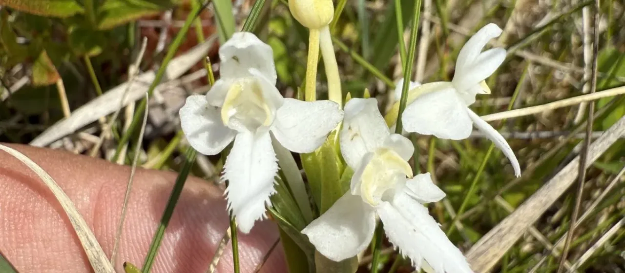 White fringed orchid