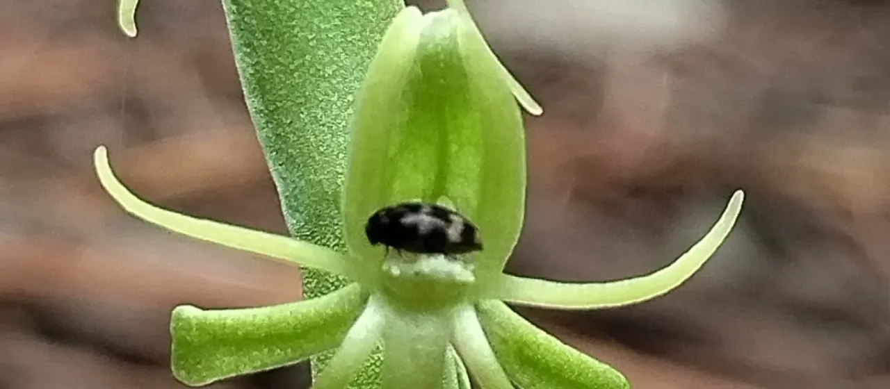 Platanthera brevifolia