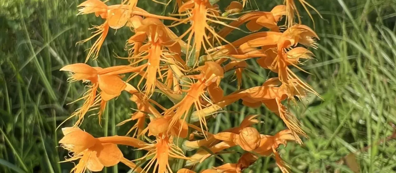 Chapman's fringed orchid