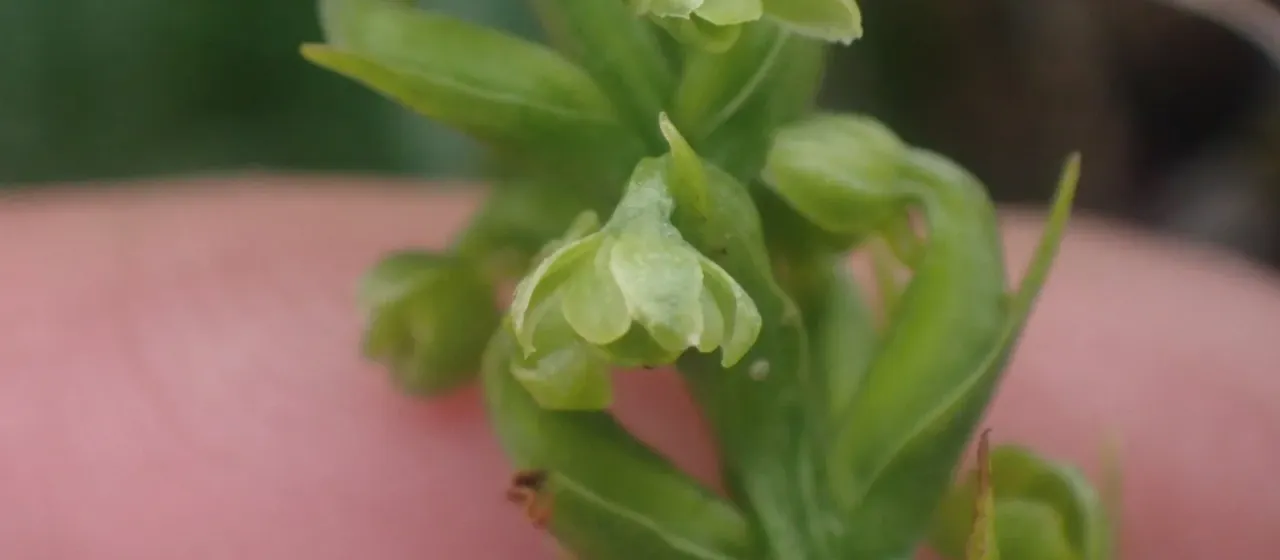 Choris' bog orchid