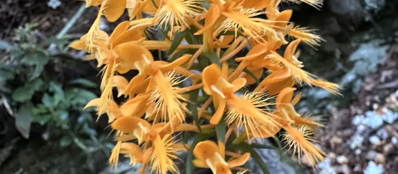 Yellow Fringed Orchid