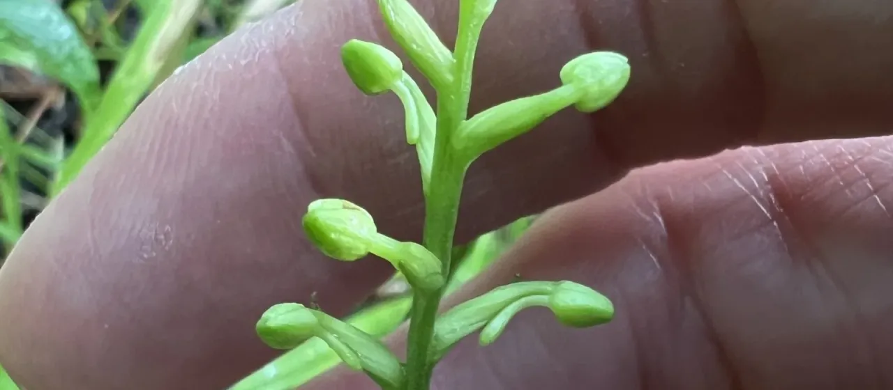 Platanthera clavellata