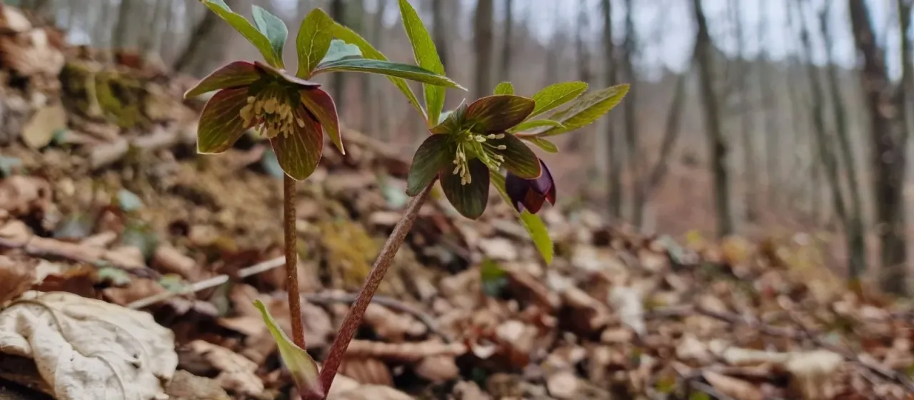 Dark purple hellebore