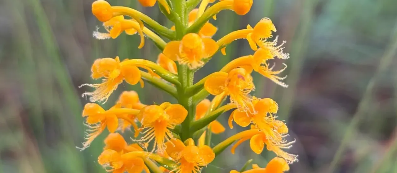 Crested fringed orchid
