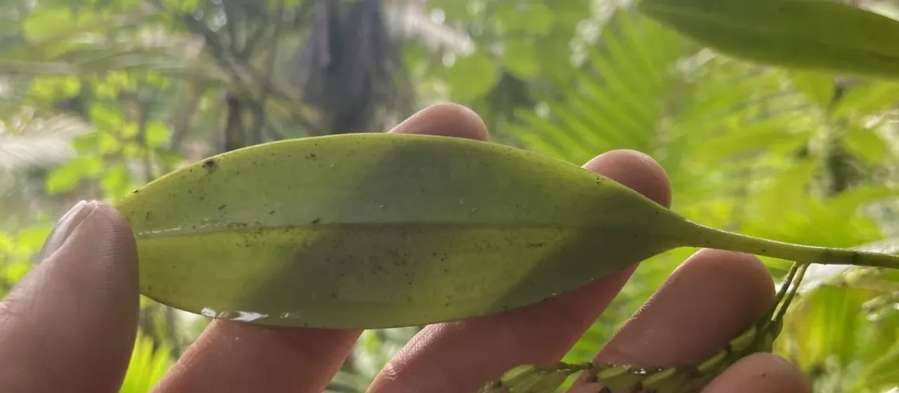 Pleurothallis domingensis