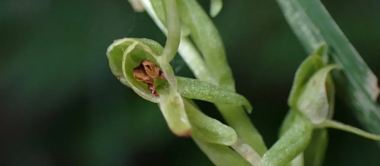 Alcove bog orchid