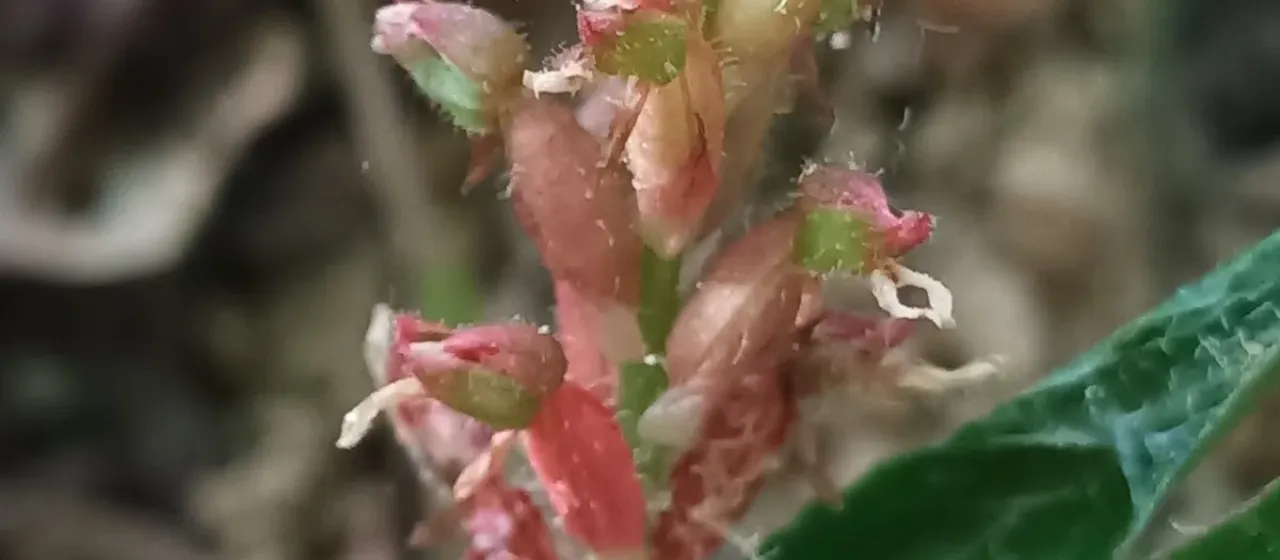 Platythelys