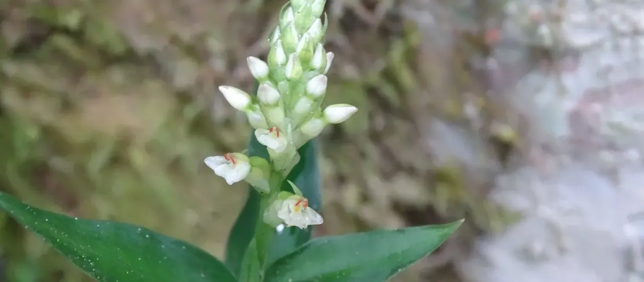 Aspidogyne querceticola