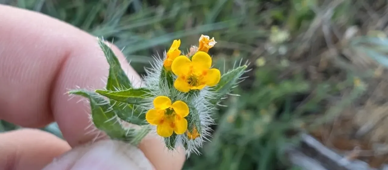 Amsinckia spectabilis
