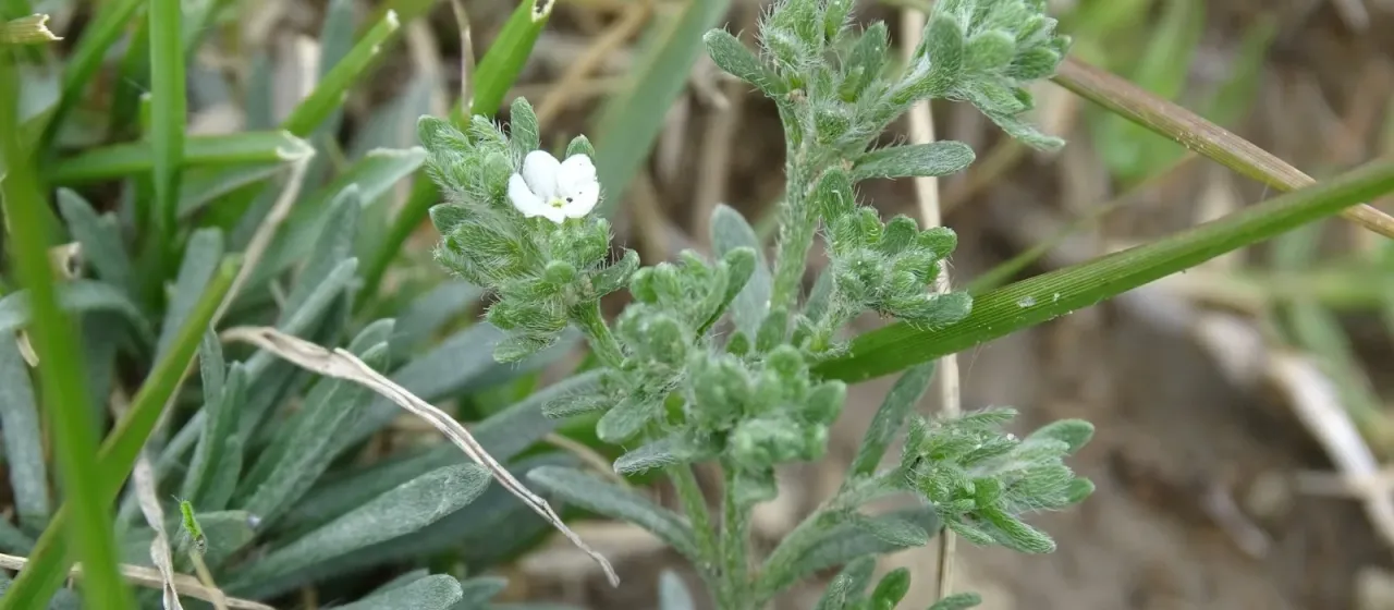Antiphytum heliotropioides