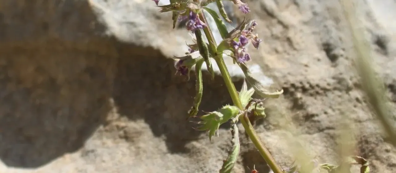 Stachys neurocalycina