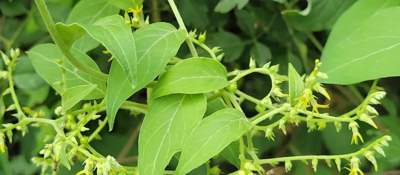 Myriopus volubilis
