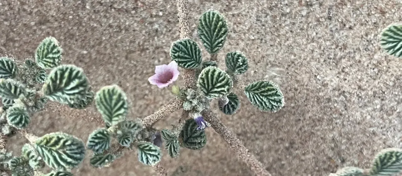 Tiquilia plicata