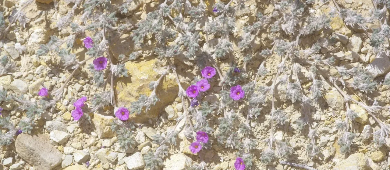 Tiquilia hispidissima