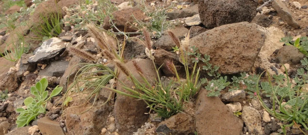 Tetrapogon villosus