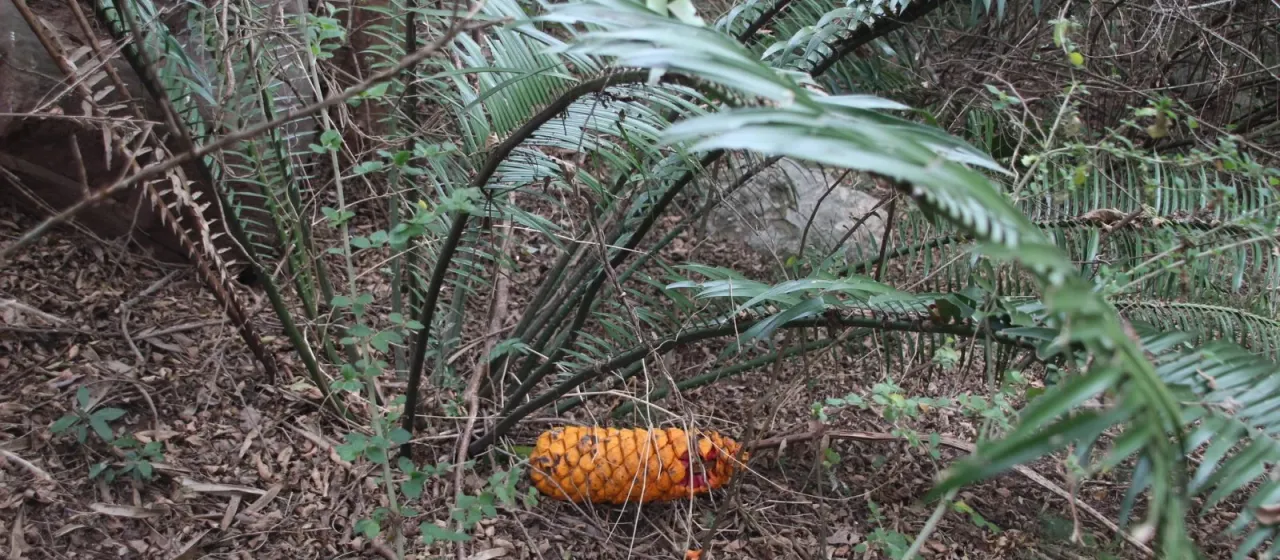 Encephalartos villosus