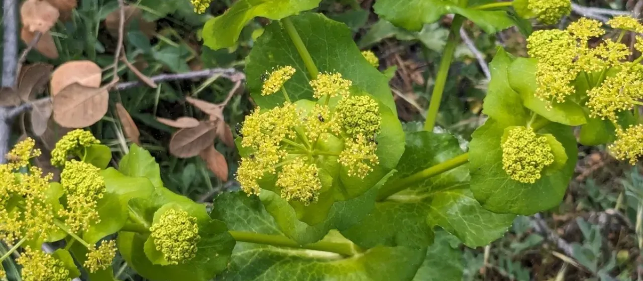 Connate smyrnium