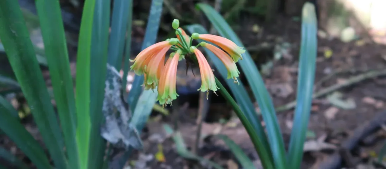 Clivia gardenii