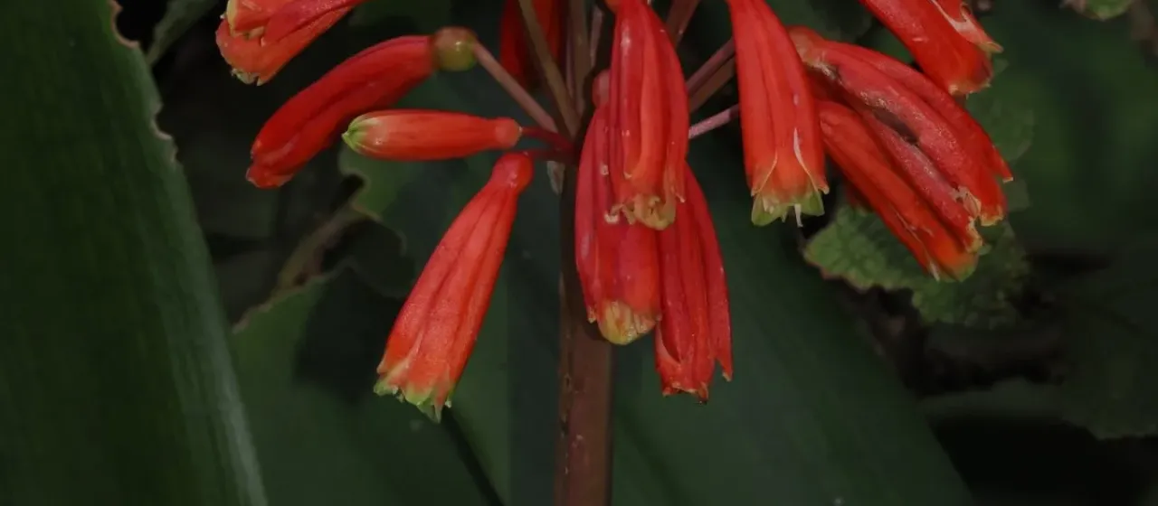 Clivia caulescens