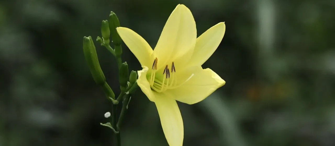 Citron daylily