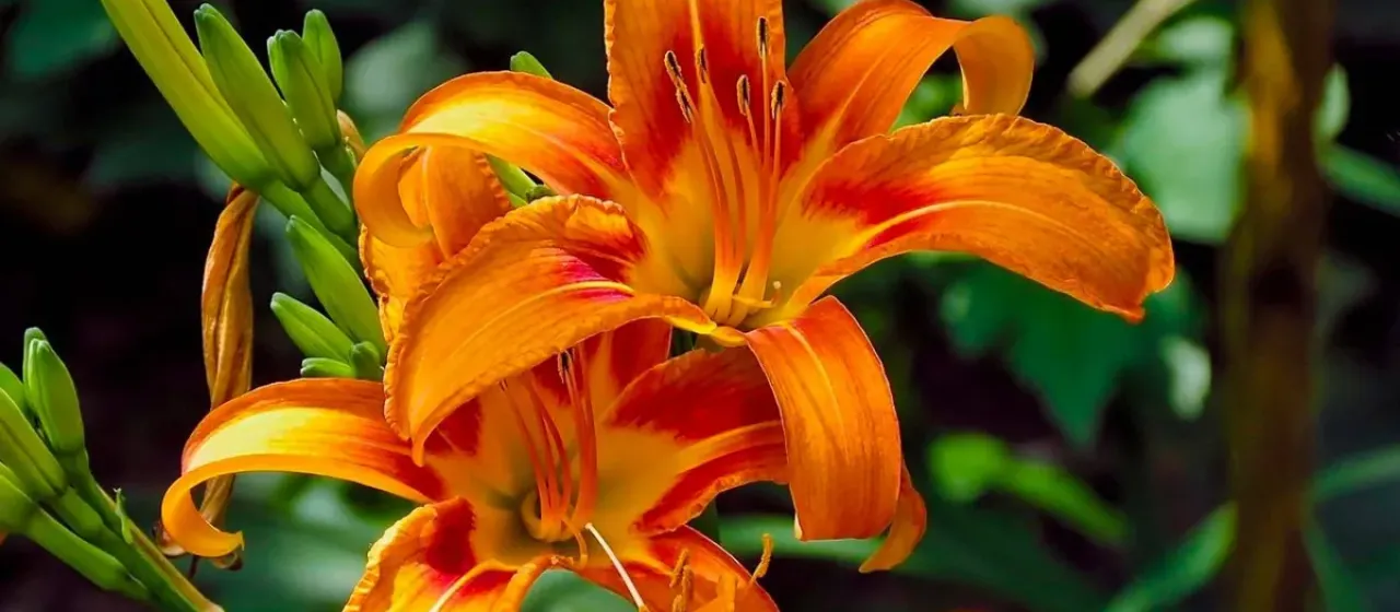 Orange daylily