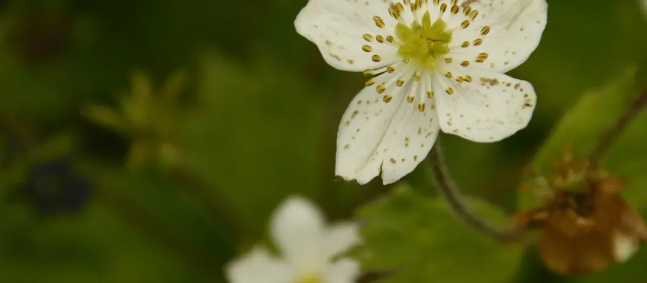 Four-sepal anemonastrum