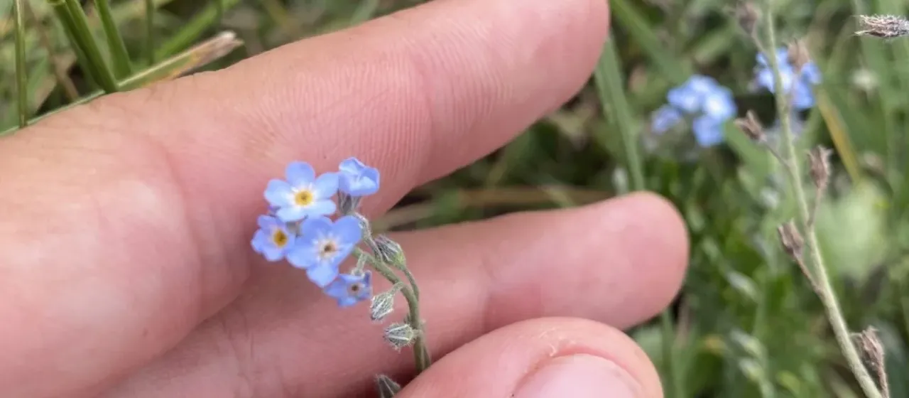 Незабудка воробейниколистная