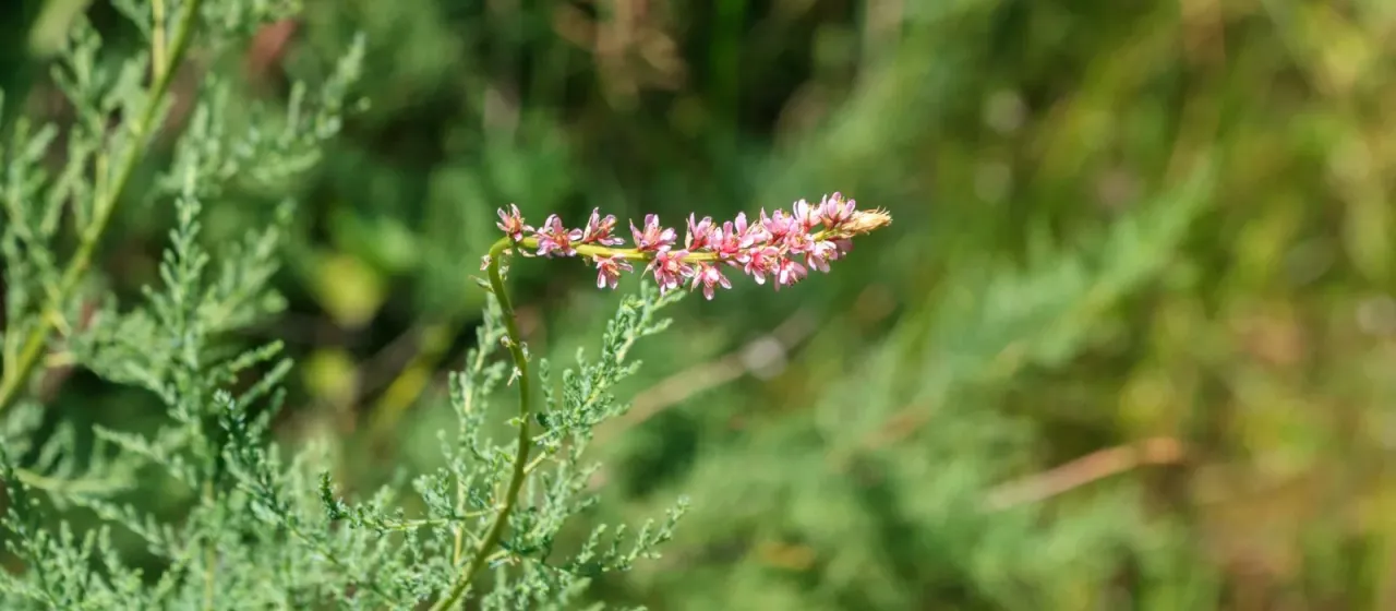 Myricaria squamosa