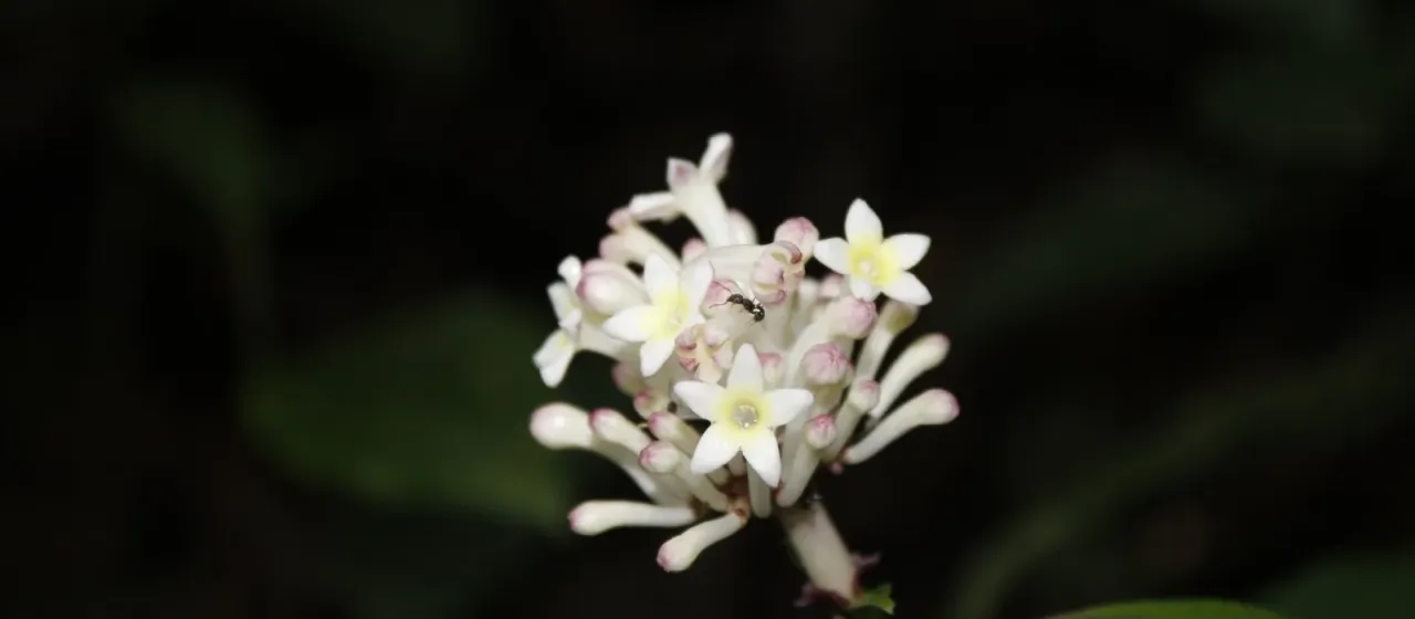 Chassalia curviflora