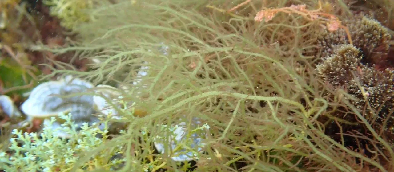 Hypnea musciformis
