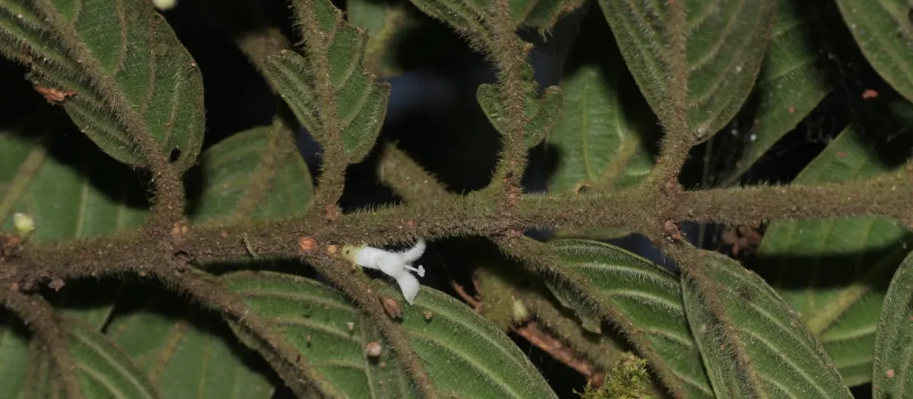 Lasianthus jackianus