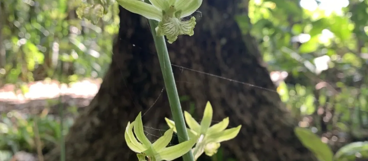 Eulophia andamanensis