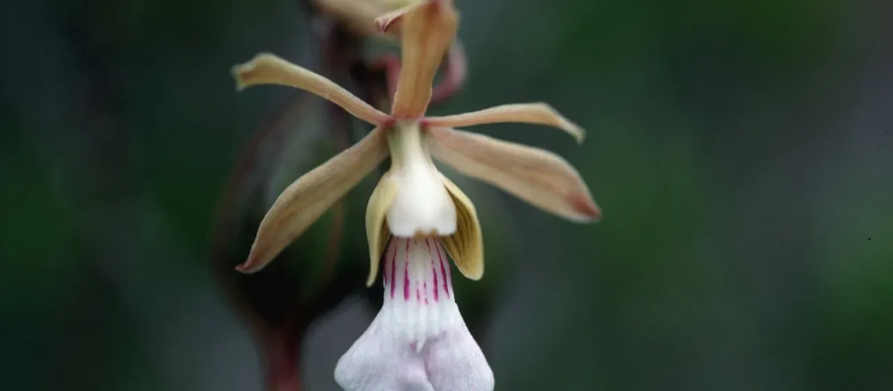 Psychilis monensis