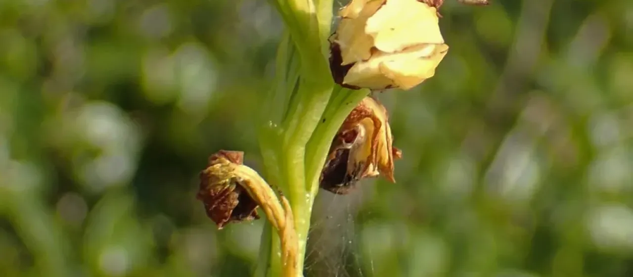 Eulophia ecristata