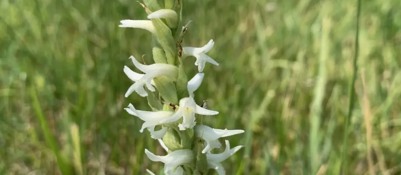 Ute ladies' tresses