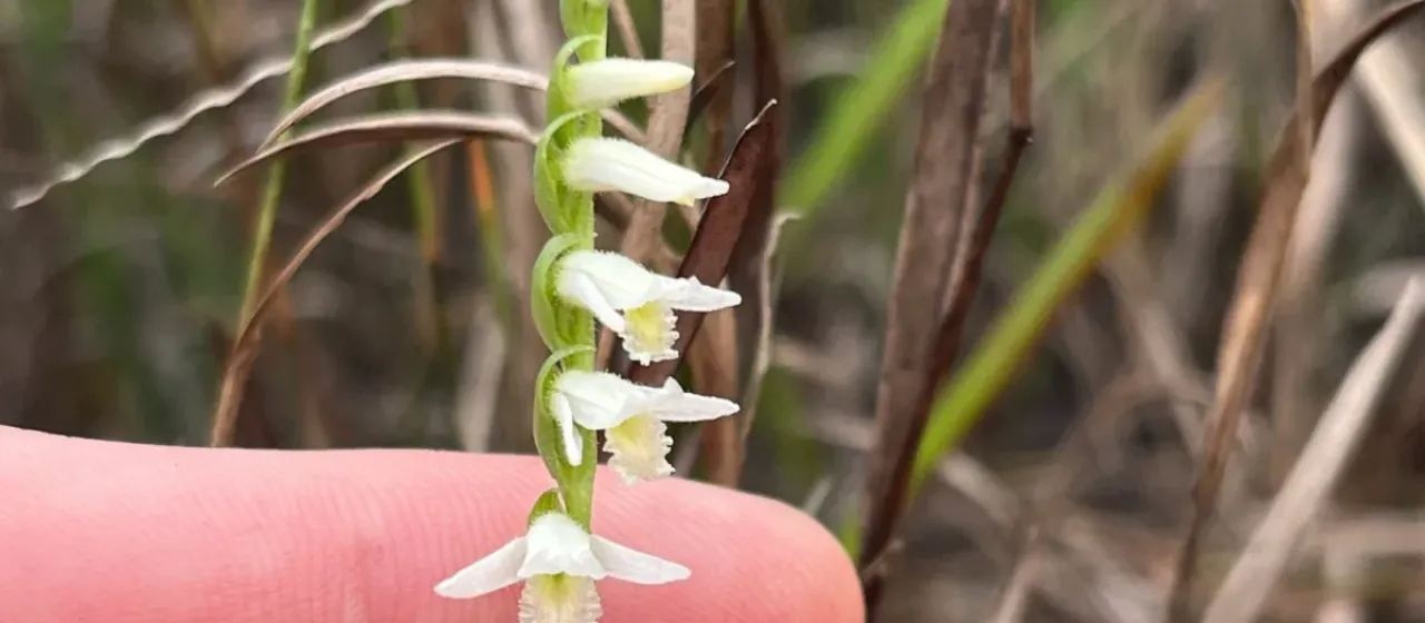 Long-lip ladies tresses