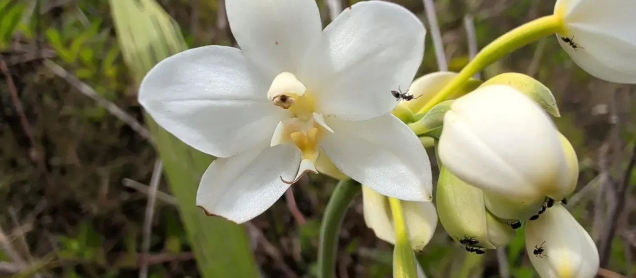 Spathoglottis micronesiaca