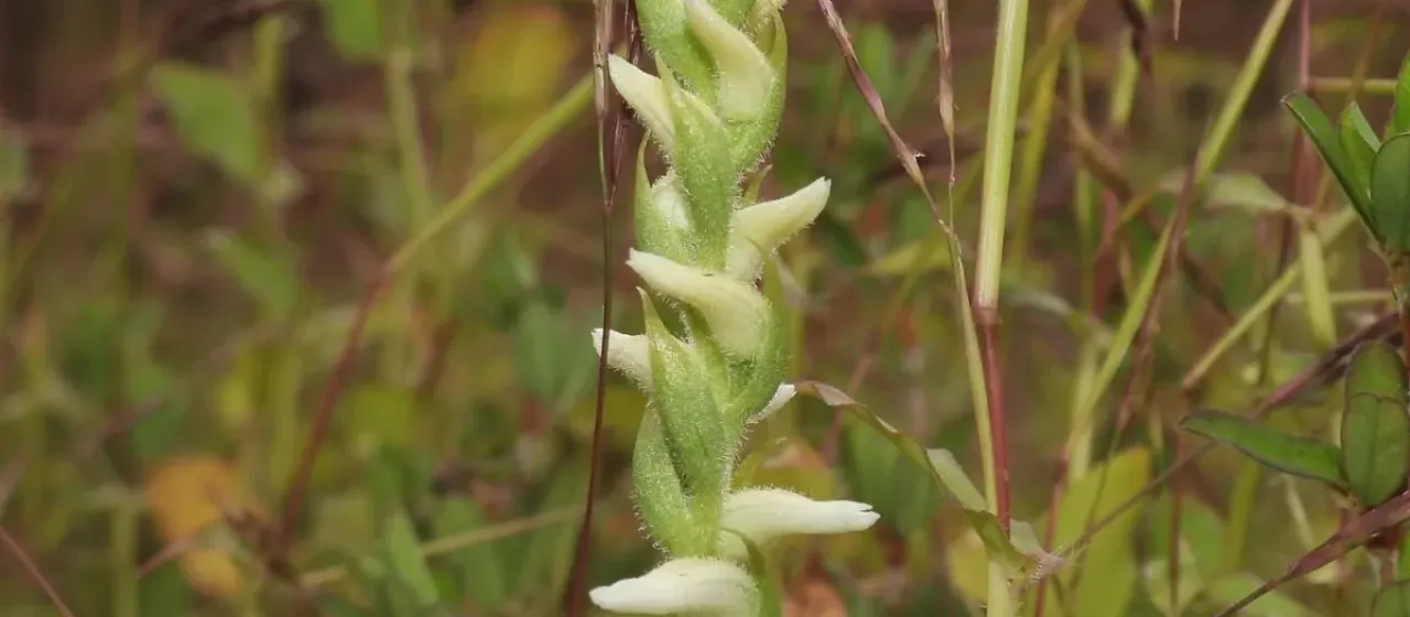 Spiranthes parksii