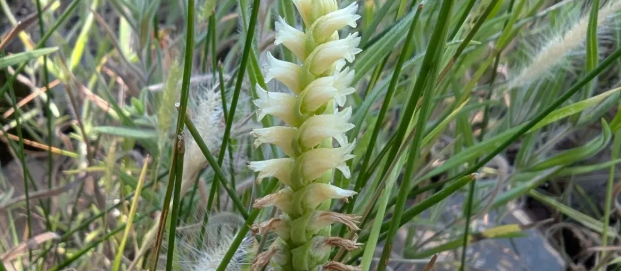 Creamy ladies' tresses