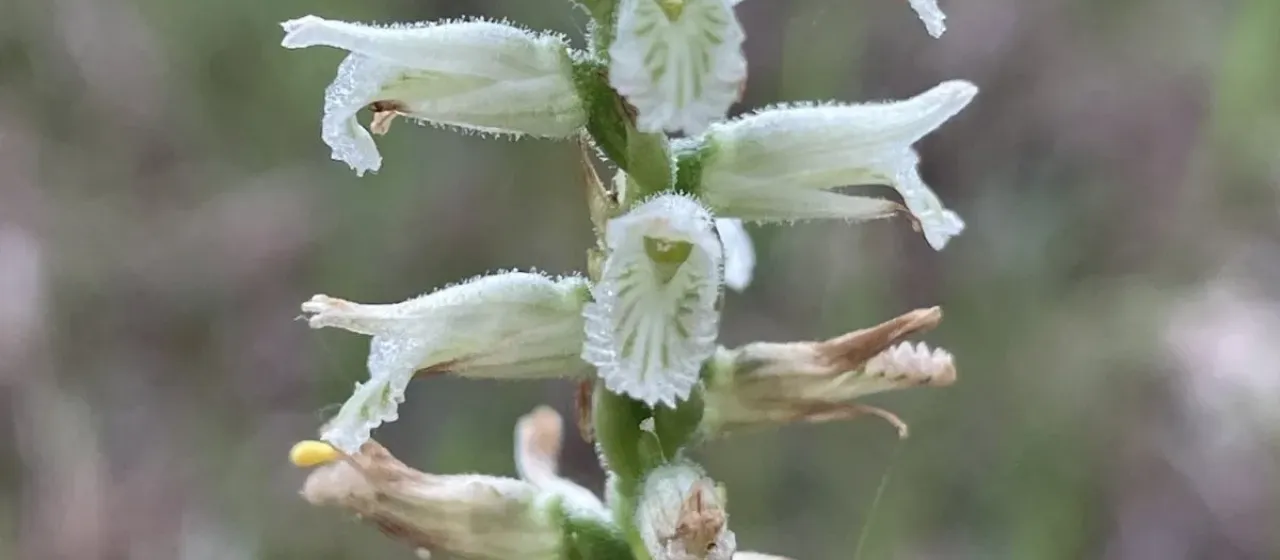 Spiranthes praecox