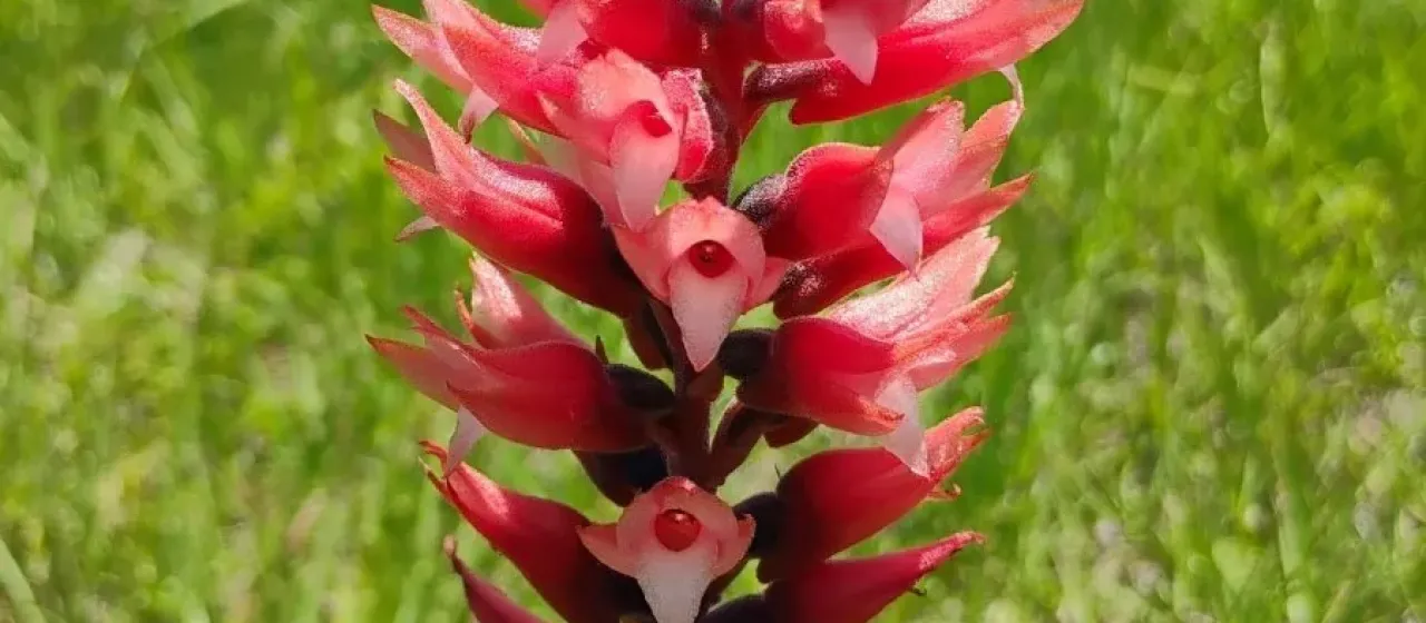 Sacoila lanceolata