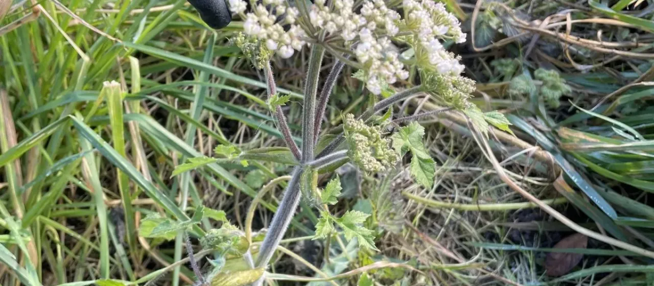 Common hogweed