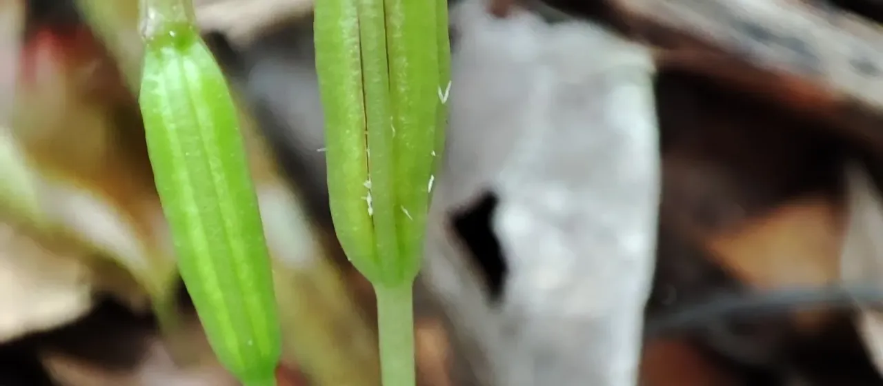 Triphora surinamensis