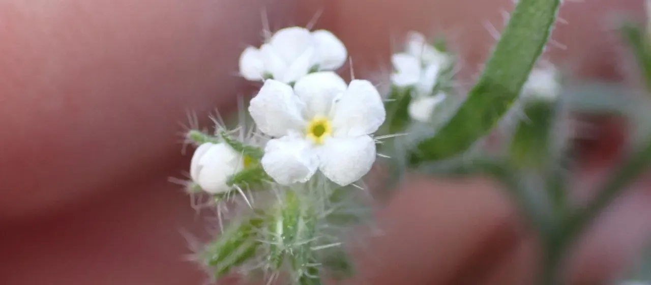 Cryptantha angustifolia