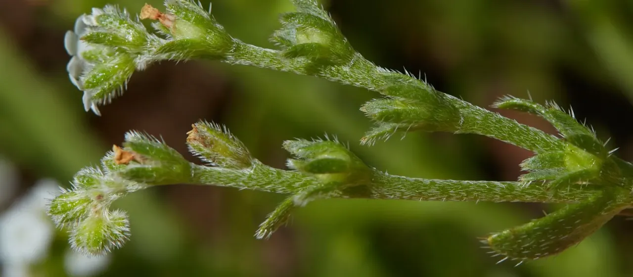 Bracted popcornflower