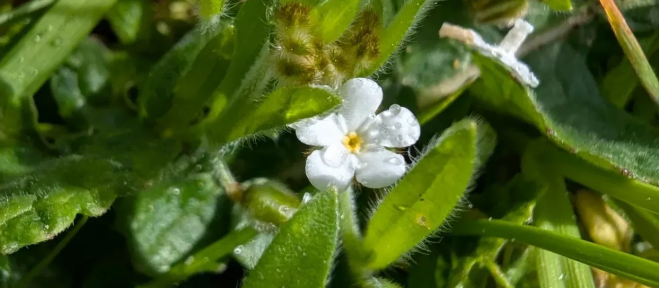 Plagiobothrys canescens