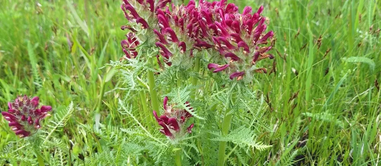 Hairy-spiked lousewort
