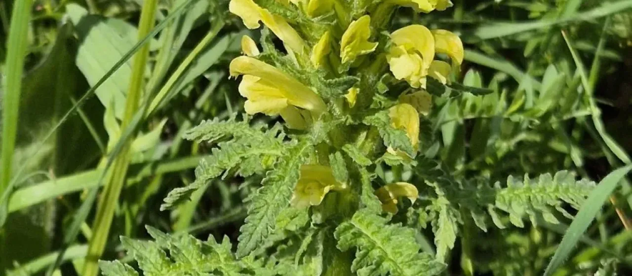 Kaufmann's Lousewort