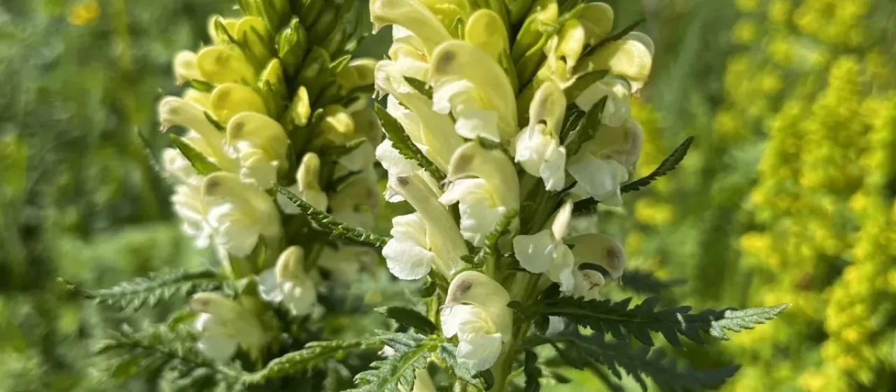 Sibthorp's lousewort