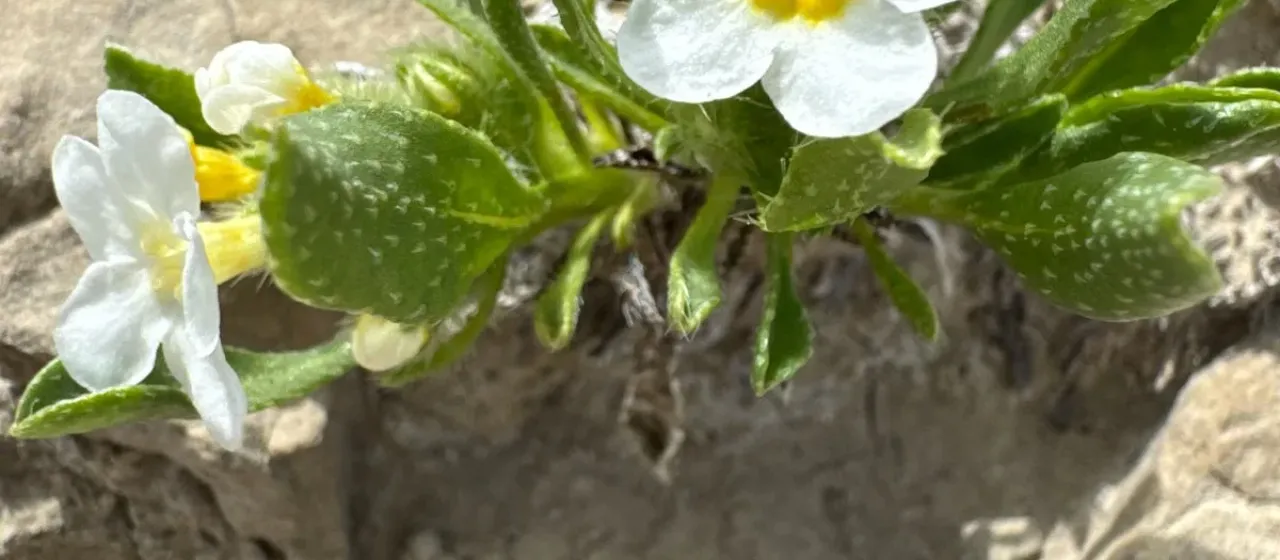 Creutzfeldt's Cryptantha
